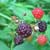 Eating Berries and Plants to Survive